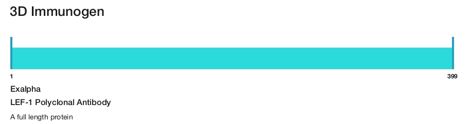 LEF-1 Polyclonal Antibody