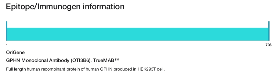GPHN Monoclonal Antibody (OTI3B6), TrueMAB&trade;