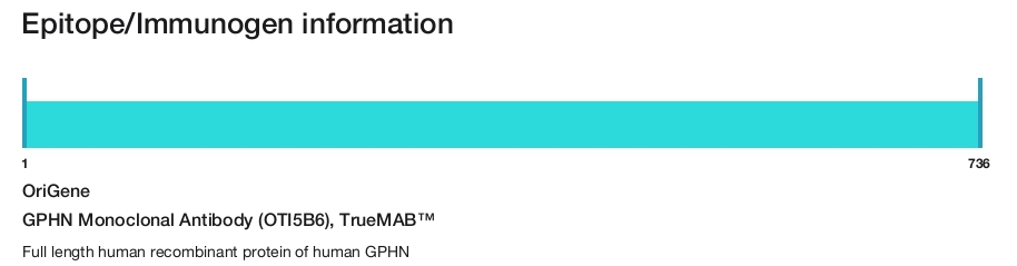GPHN Monoclonal Antibody (OTI5B6), TrueMAB&trade;