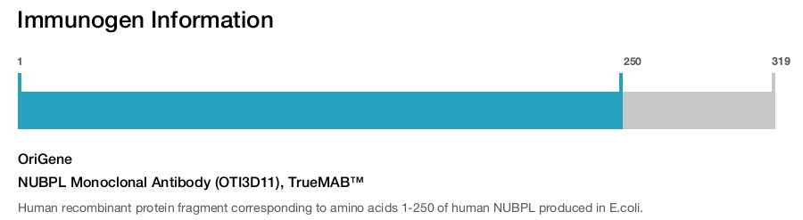 NUBPL Monoclonal Antibody (OTI3D11), TrueMAB&trade;