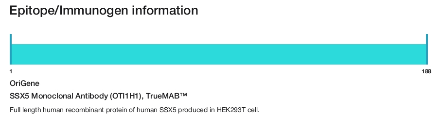 SSX5 Monoclonal Antibody (OTI1H1), TrueMAB&trade;