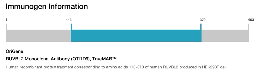 RUVBL2 Monoclonal Antibody (OTI1D9), TrueMAB&trade;