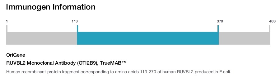 RUVBL2 Monoclonal Antibody (OTI2B9), TrueMAB&trade;