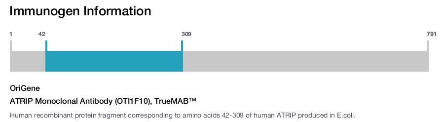 ATRIP Monoclonal Antibody (OTI1F10), TrueMAB&trade;