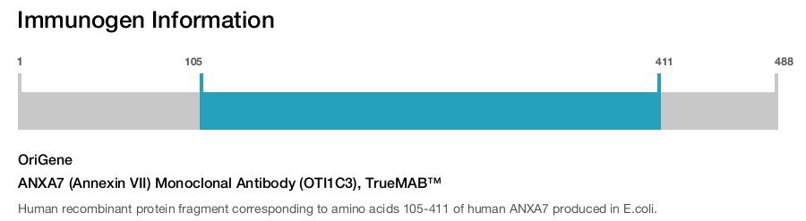 ANXA7 (Annexin VII) Monoclonal Antibody (OTI1C3), TrueMAB&trade;