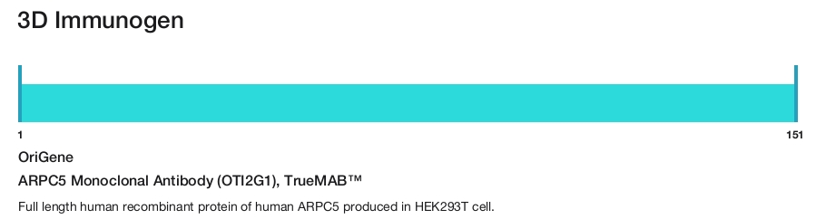 ARPC5 Monoclonal Antibody (OTI2G1), TrueMAB&trade;