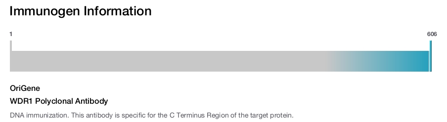 WDR1 Polyclonal Antibody