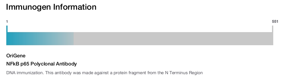 NFkB p65 Polyclonal Antibody
