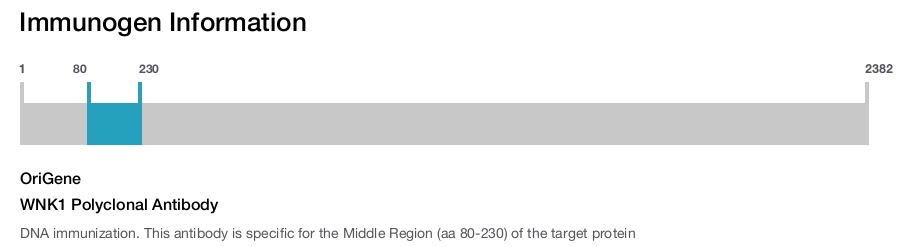 WNK1 Polyclonal Antibody