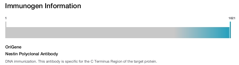 Nestin Polyclonal Antibody