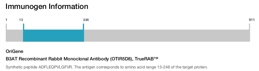 B3AT Recombinant Rabbit Monoclonal Antibody (OTIR5D8), TrueRAB&trade;