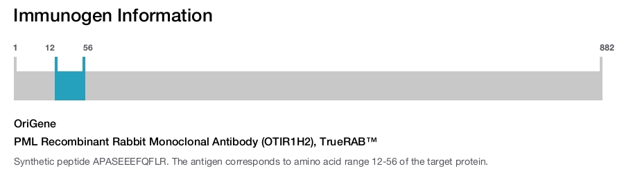 PML Recombinant Rabbit Monoclonal Antibody (OTIR1H2), TrueRAB&trade;