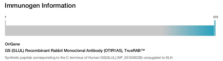 GS (GLUL) Recombinant Rabbit Monoclonal Antibody (OTIR1A5), TrueRAB&trade;