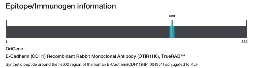 E-Cadherin (CDH1) Recombinant Rabbit Monoclonal Antibody (OTIR1H6), TrueRAB&trade;