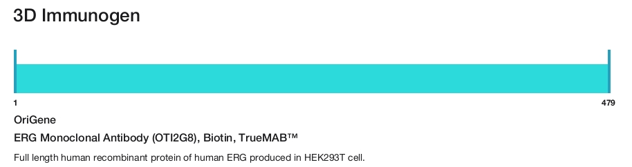 ERG Monoclonal Antibody (OTI2G8), Biotin, TrueMAB&trade;