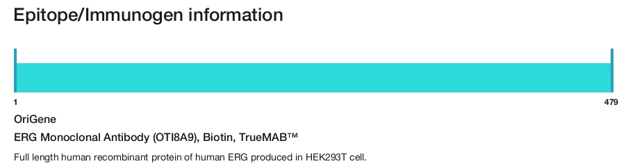 ERG Monoclonal Antibody (OTI8A9), Biotin, TrueMAB&trade;