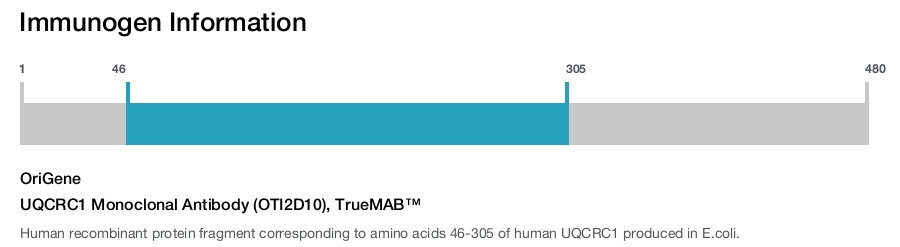 UQCRC1 Monoclonal Antibody (OTI2D10), TrueMAB&trade;