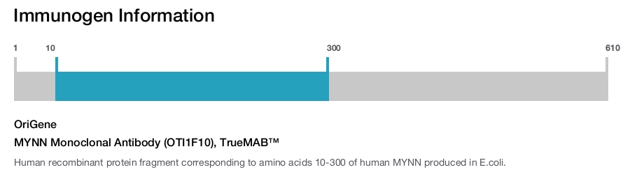 MYNN Monoclonal Antibody (OTI1F10), TrueMAB&trade;