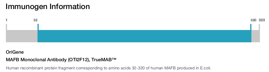 MAFB Monoclonal Antibody (OTI2F12), TrueMAB&trade;