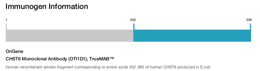 CHST6 Monoclonal Antibody (OTI1D1), TrueMAB&trade;