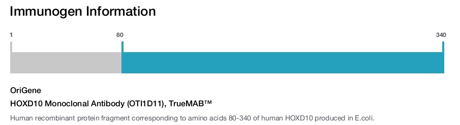 HOXD10 Monoclonal Antibody (OTI1D11), TrueMAB&trade;