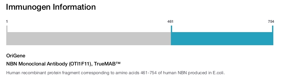 NBN Monoclonal Antibody (OTI1F11), TrueMAB&trade;
