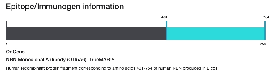 NBN Monoclonal Antibody (OTI5A6), TrueMAB&trade;