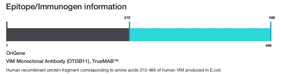 VIM Monoclonal Antibody (OTI3B11), TrueMAB&trade;