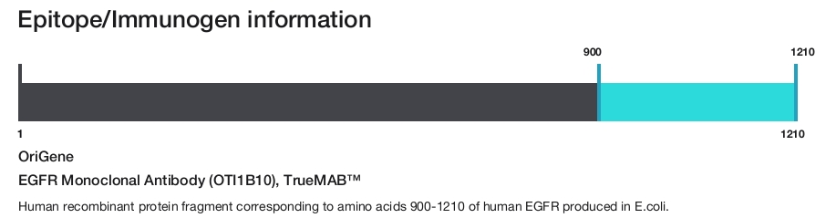 EGFR Monoclonal Antibody (OTI1B10), TrueMAB&trade;