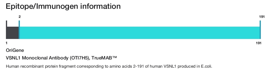 VSNL1 Monoclonal Antibody (OTI7H5), TrueMAB&trade;