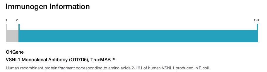 VSNL1 Monoclonal Antibody (OTI7D6), TrueMAB&trade;