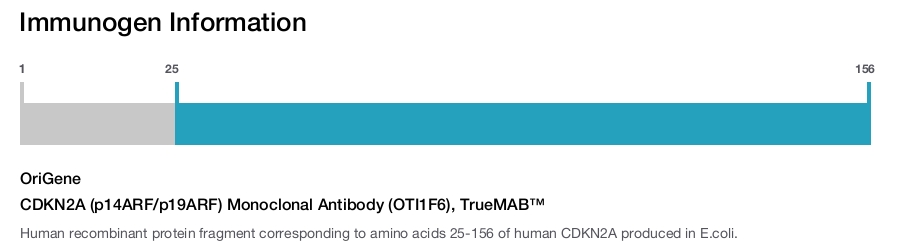 CDKN2A (p14ARF/p19ARF) Monoclonal Antibody (OTI1F6), TrueMAB&trade;