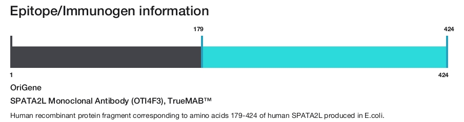SPATA2L Monoclonal Antibody (OTI4F3), TrueMAB&trade;