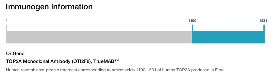 TOP2A Monoclonal Antibody (OTI2F8), TrueMAB&trade;
