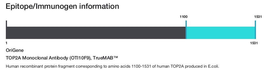 TOP2A Monoclonal Antibody (OTI10F9), TrueMAB&trade;