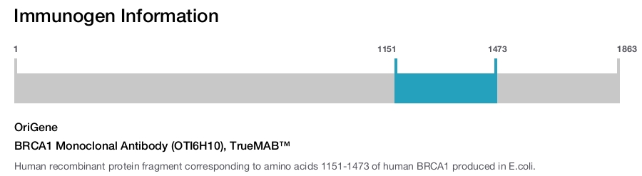 BRCA1 Monoclonal Antibody (OTI6H10), TrueMAB&trade;