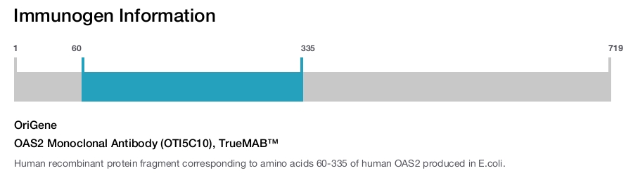 OAS2 Monoclonal Antibody (OTI5C10), TrueMAB&trade;