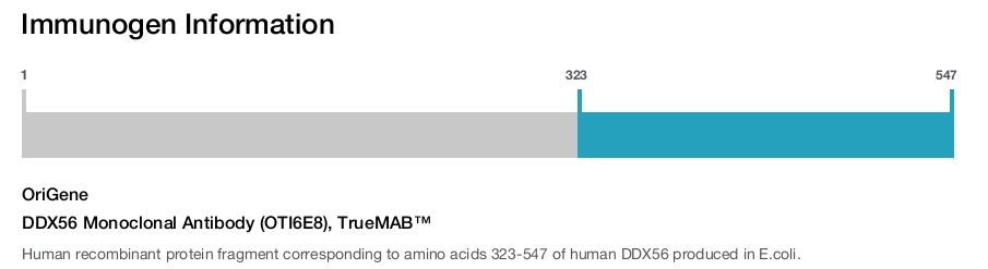 DDX56 Monoclonal Antibody (OTI6E8), TrueMAB&trade;