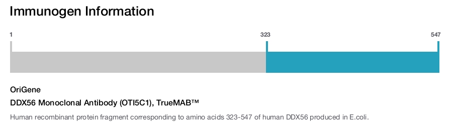 DDX56 Monoclonal Antibody (OTI5C1), TrueMAB&trade;