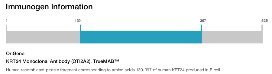 KRT24 Monoclonal Antibody (OTI2A2), TrueMAB™