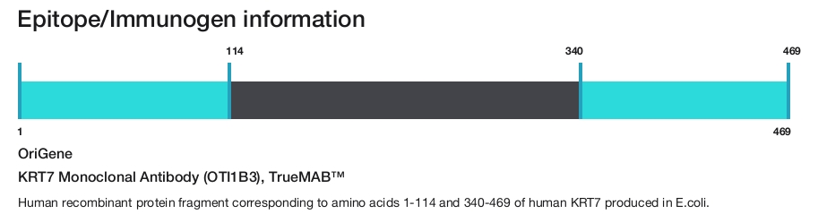 KRT7 Monoclonal Antibody (OTI1B3), TrueMAB&trade;
