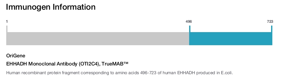 EHHADH Monoclonal Antibody (OTI2C4), TrueMAB&trade;