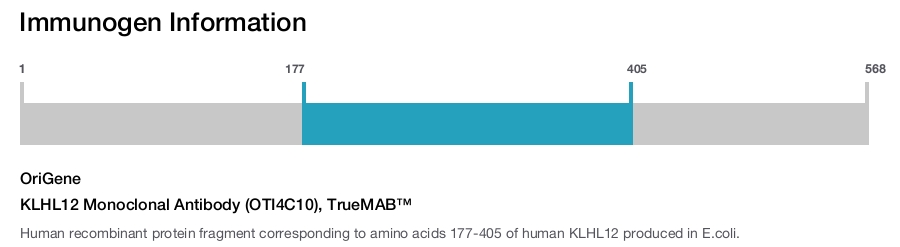 KLHL12 Monoclonal Antibody (OTI4C10), TrueMAB&trade;