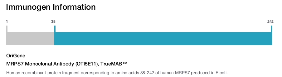 MRPS7 Monoclonal Antibody (OTI5E11), TrueMAB&trade;