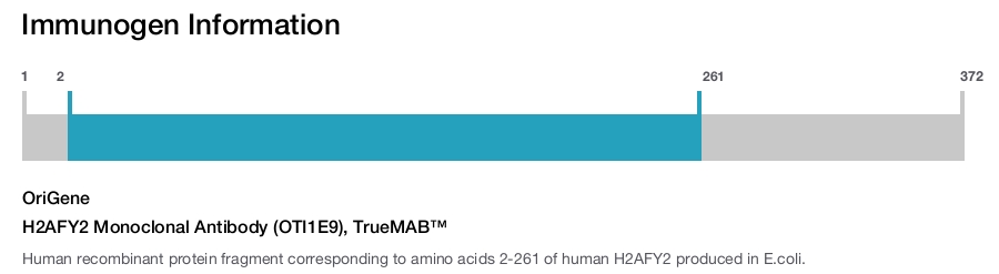 H2AFY2 Monoclonal Antibody (OTI1E9), TrueMAB&trade;