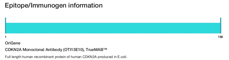 CDKN2A Monoclonal Antibody (OTI13E10), TrueMAB&trade;