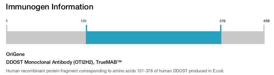 DDOST Monoclonal Antibody (OTI2H2), TrueMAB&trade;