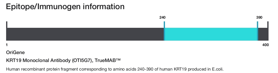 KRT19 Monoclonal Antibody (OTI5G7), TrueMAB&trade;
