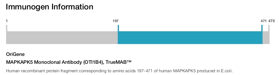 MAPKAPK5 Monoclonal Antibody (OTI1B4), TrueMAB&trade;
