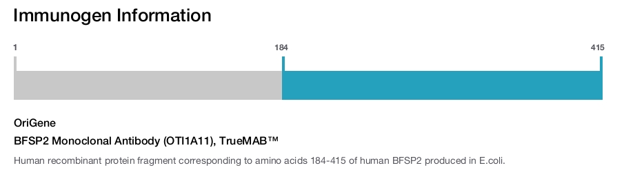 BFSP2 Monoclonal Antibody (OTI1A11), TrueMAB&trade;